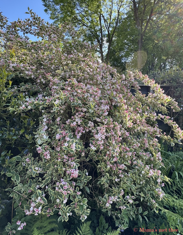 Bonte weigelia in volle bloei