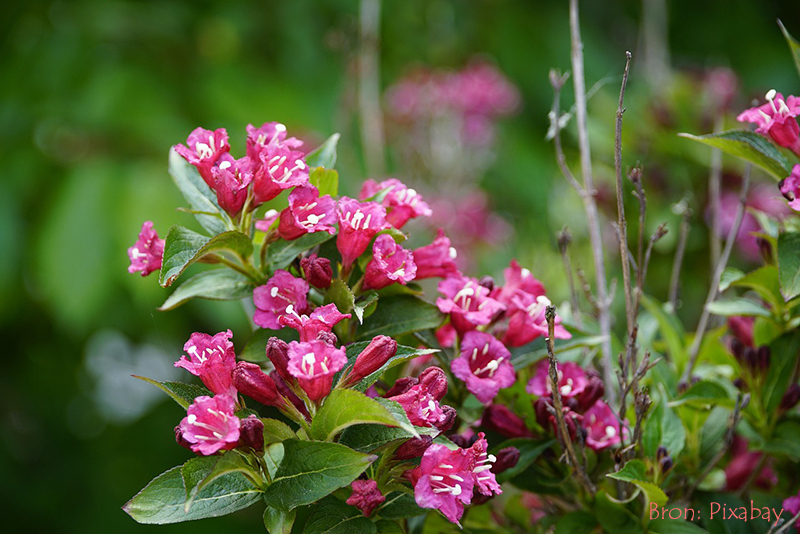 Weigelia_voorjaarsstruiken snoeien