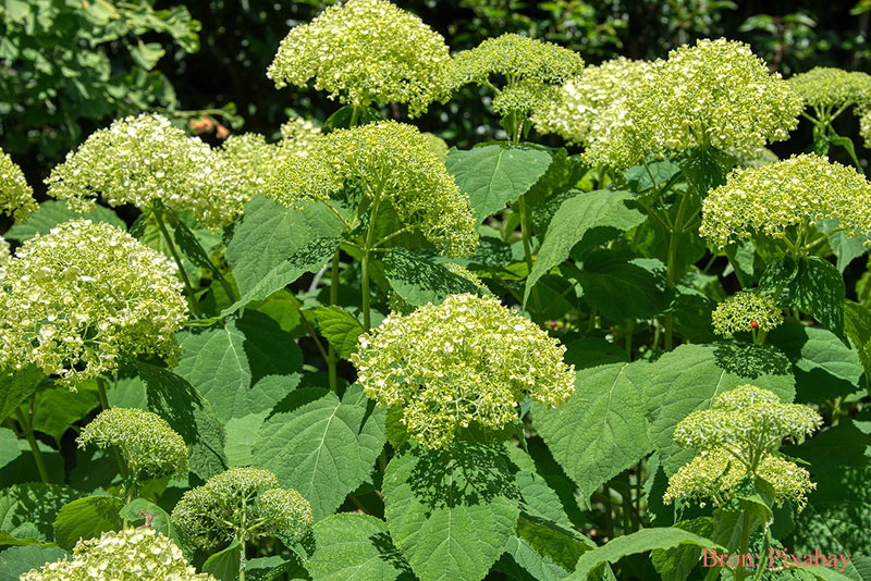 Witte Hortensia