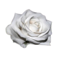 Mariëlle Kwakkel Energetisch Therapie | Favicon