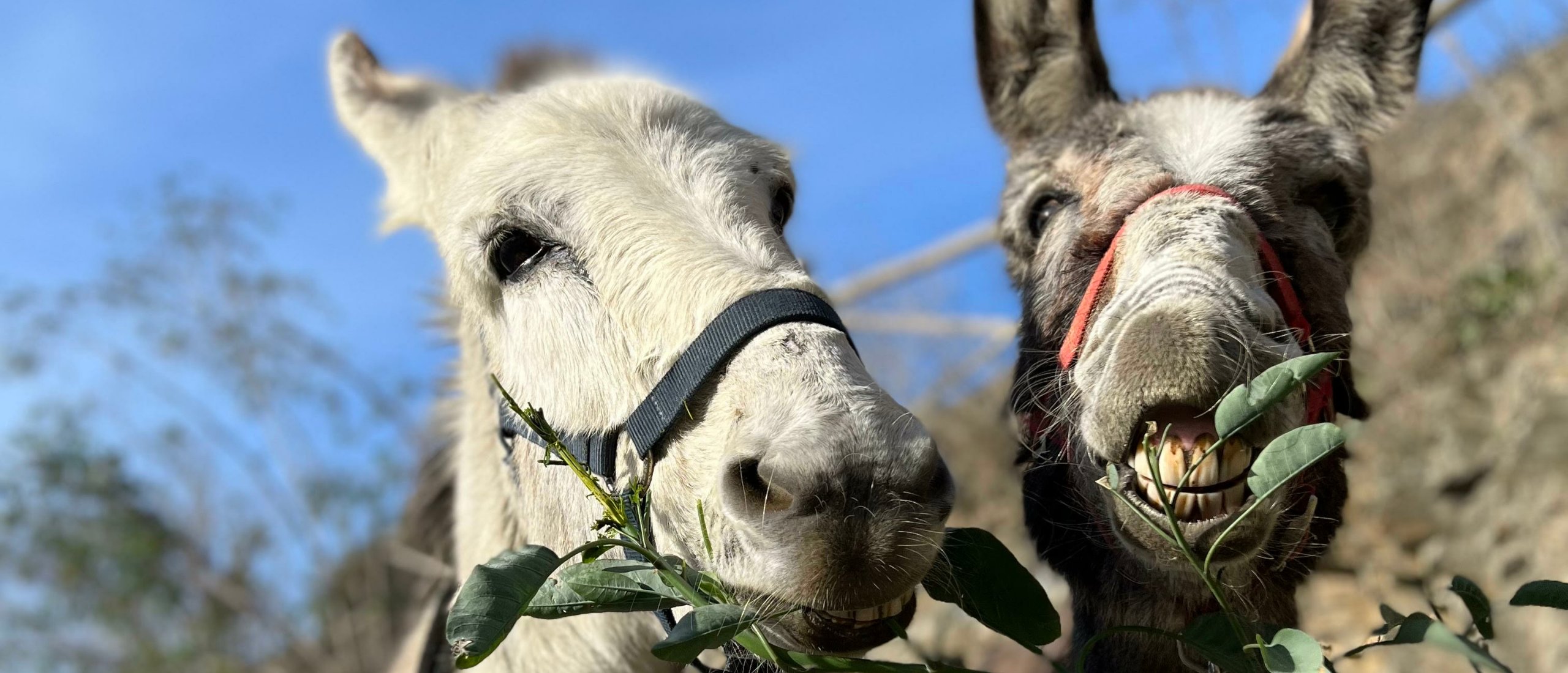 Waarom veel olijfolie goed is voor ezeltjes