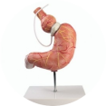 hypnose, hypnotherapie, persoonlijke coaching