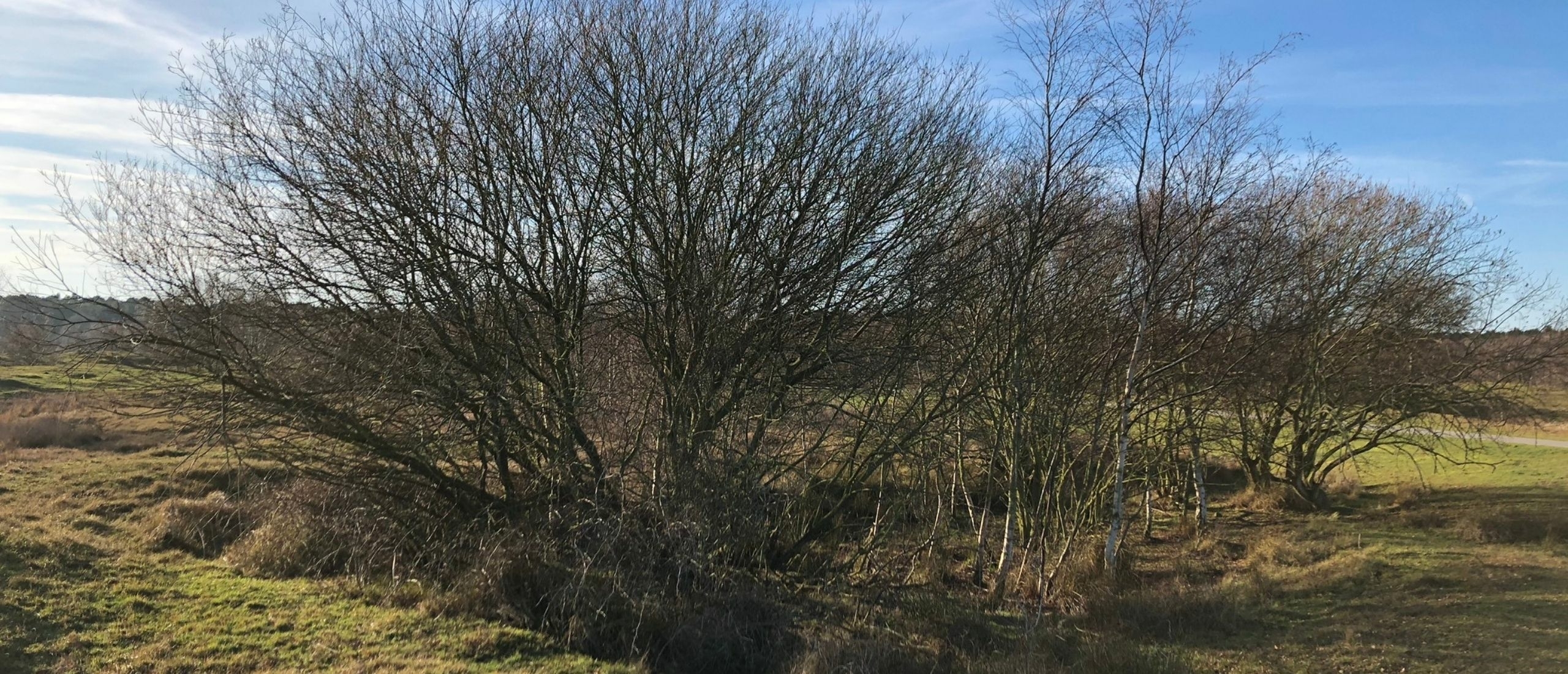 boom-in-domeinen-burgh-haamstede