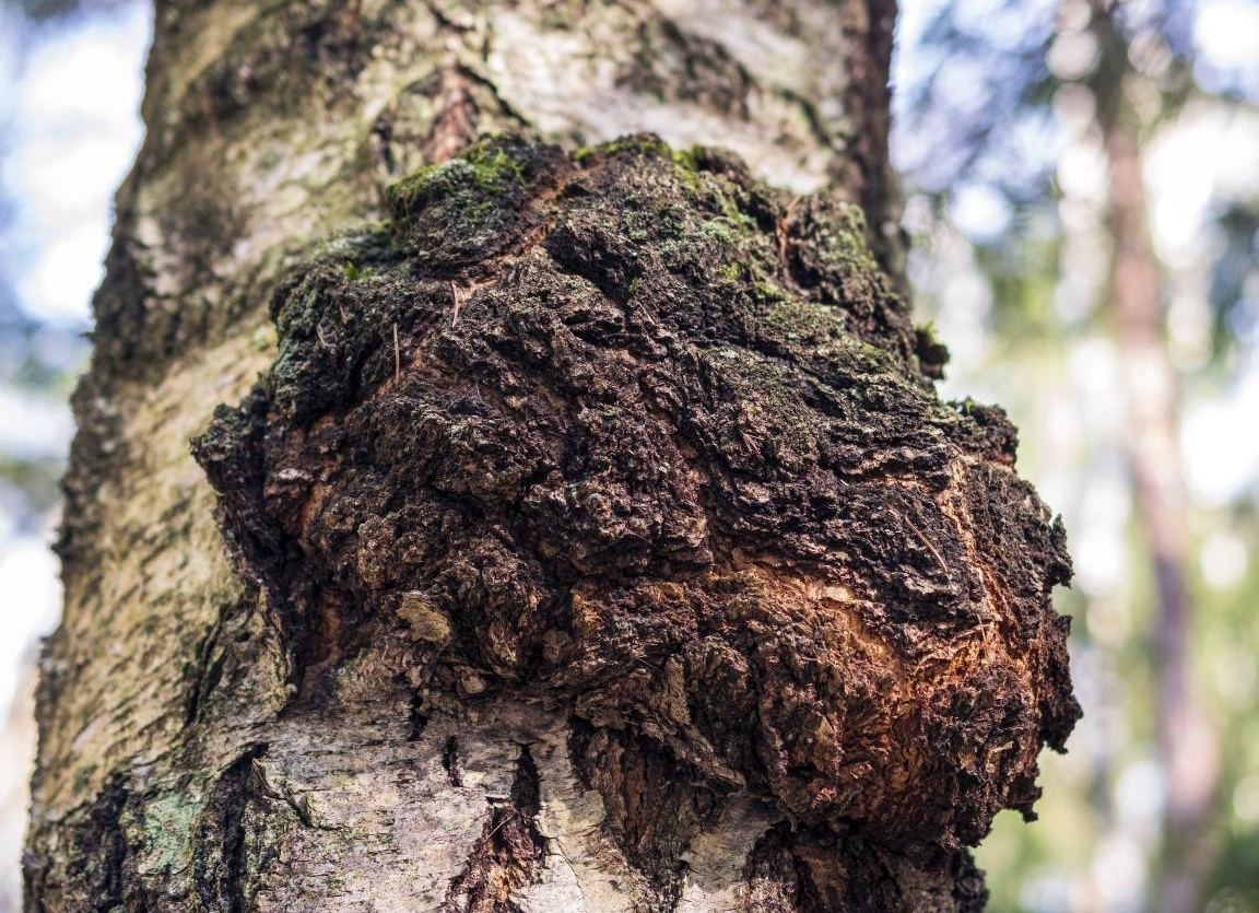 Chaga aan berkenboom Chaga aan berkenboom