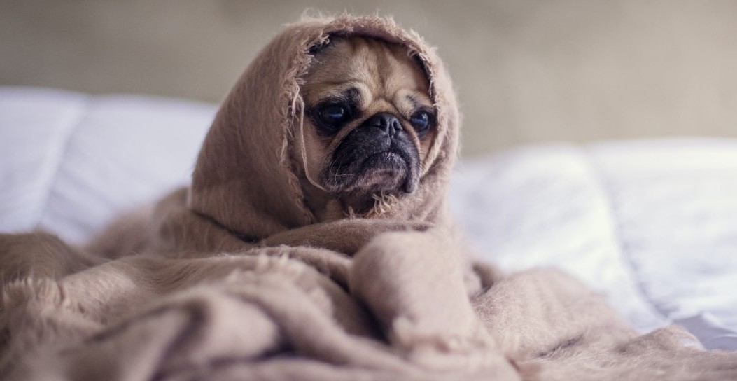 controle-loslaten-zielige-hond-credits-unsplash-matthew-henry controle-loslaten-zielige-hond-credits-unsplash-matthew-henry