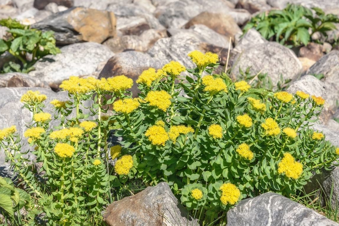 Leefomgeving-koude-gebieden-Rhodiola-rosea-rozenwortel-adaptogeen-kruid Leefomgeving-koude-gebieden-Rhodiola-rosea-rozenwortel-adaptogeen-kruid