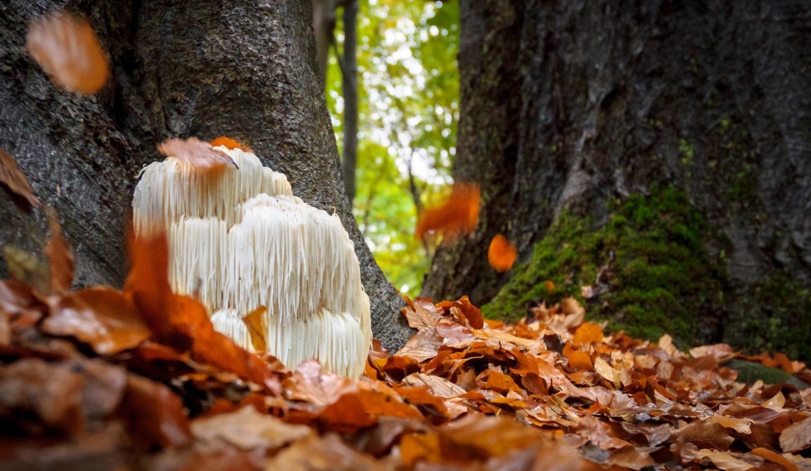 Lion's mane in het bos als paddenstoel Lion's mane in het bos als paddenstoel