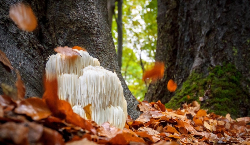 Lion's mane in het bos als paddenstoel