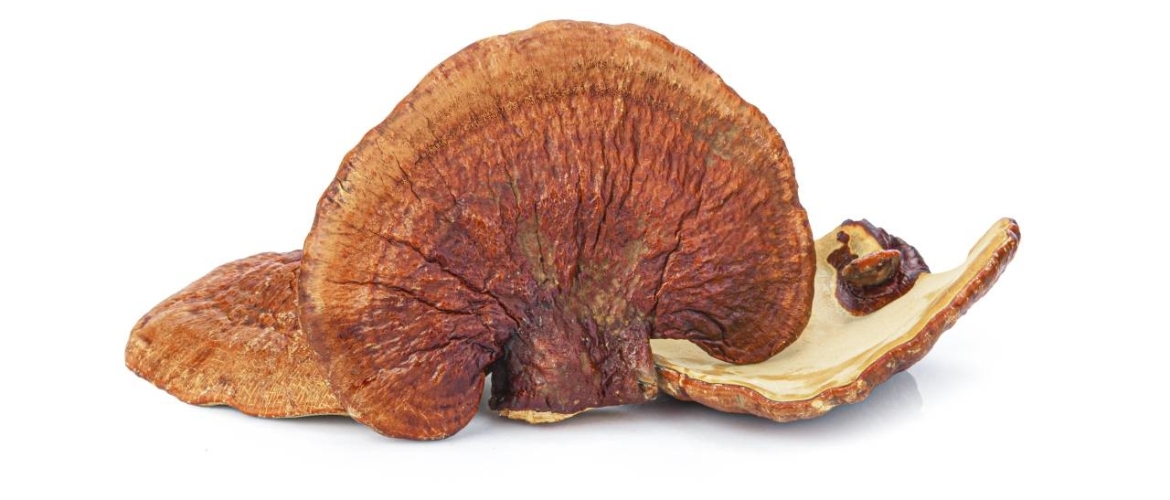 Ingrediënten Havvn Jús: Reishi