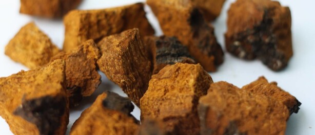 Melanine en chaga: hoe werkt dat?