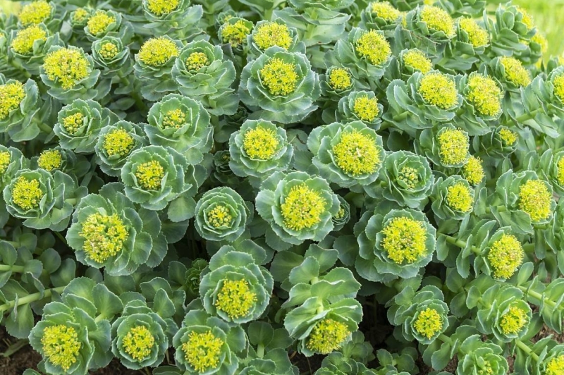 rhodiola