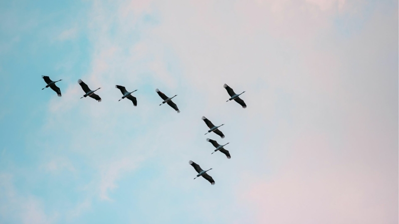 Vogels die naar vrijheid vliegen
