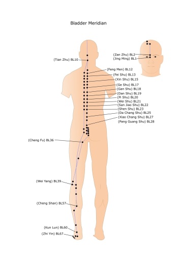 TCM Traditional Chinese Medicine