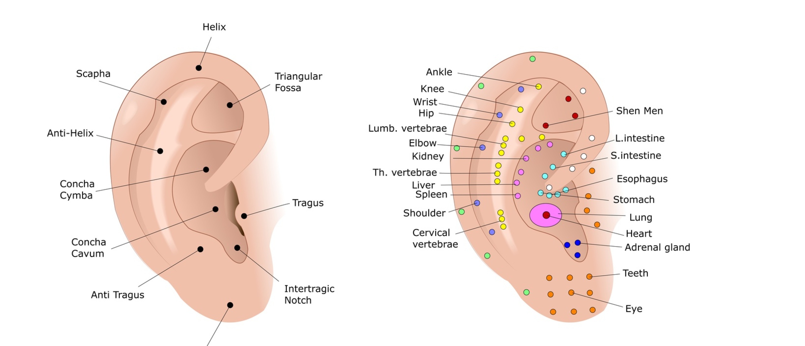 cursus oorreflexologie cursus oorreflexologie