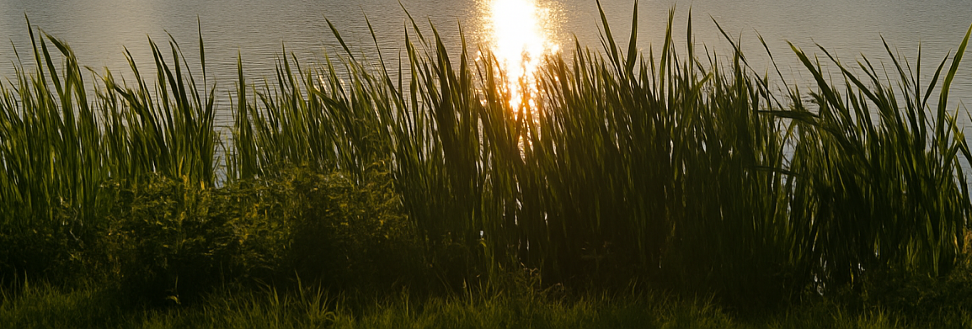 “Zachte goud-blauwe zonsondergang boven het water — rustgevende achtergrond die ontspanning en natuurlijke flow uitstraalt.” “Een serene overgang van goud naar blauw licht, geïnspireerd op de zonsondergang bij het meer vlak bij Praktijk Michel Elzinga in Steenwijk. De afbeelding symboliseert rust, balans en de natuurlijke flow van herstel.”