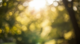 Zacht zonlicht dat door bladeren stroomt, symbool voor natuurlijk herstel, ontspanning en balans bij Praktijk Michel Elzinga.