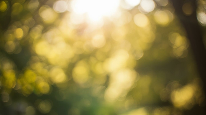 Zacht zonlicht dat door bladeren stroomt, symbool voor natuurlijk herstel, ontspanning en balans bij Praktijk Michel Elzinga.