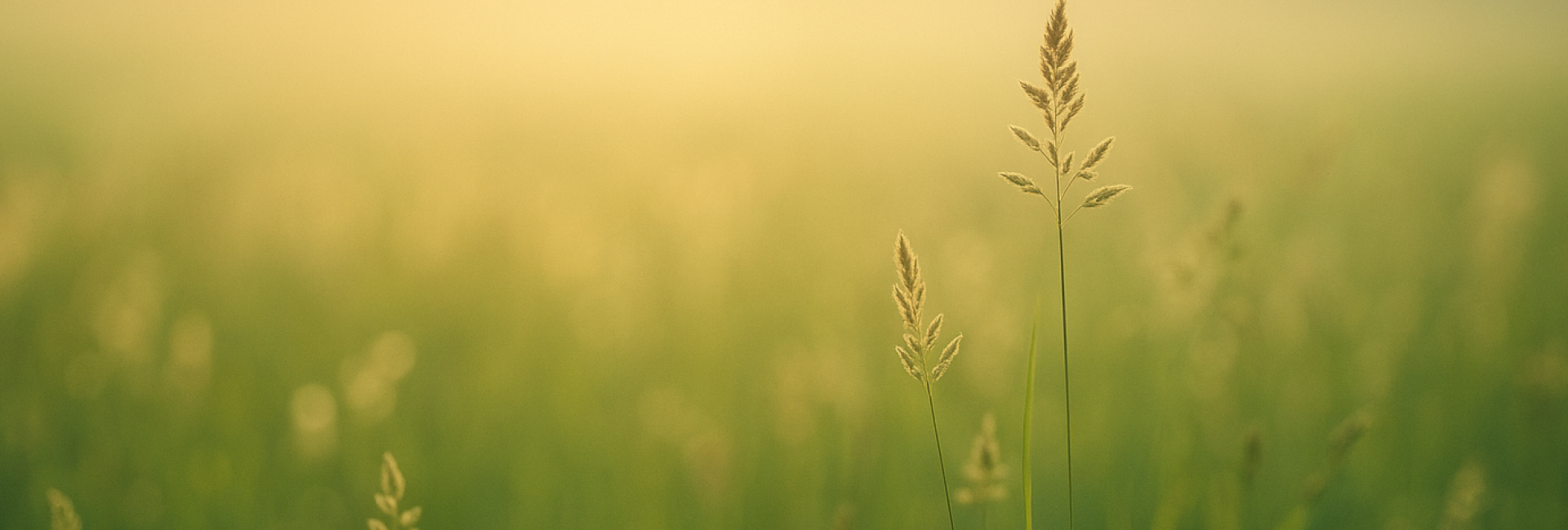 Een rustgevende natuurfoto die de sfeer van ontspanning en zachtheid uitstraalt