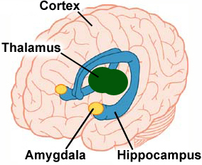 Trauma verwerken in de amygdala 