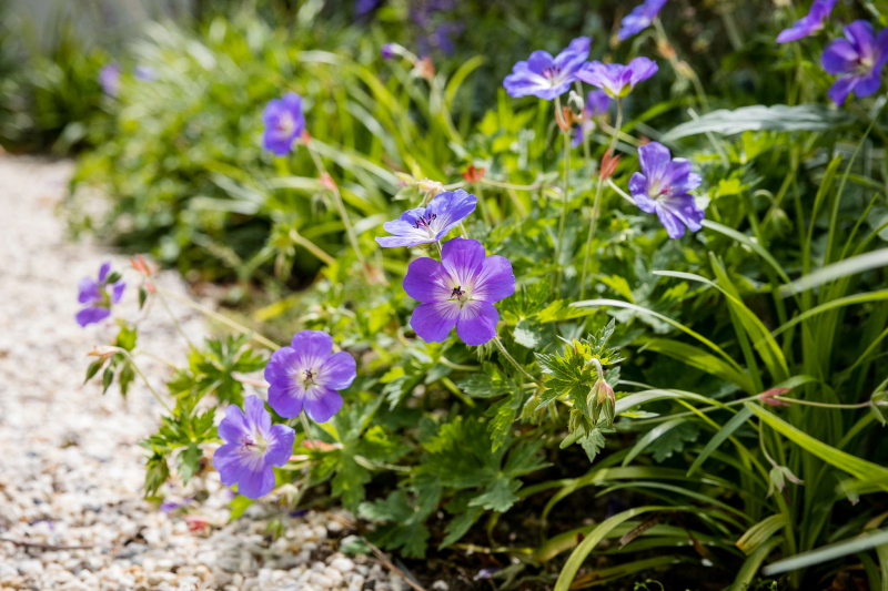 tuin met paarse planten