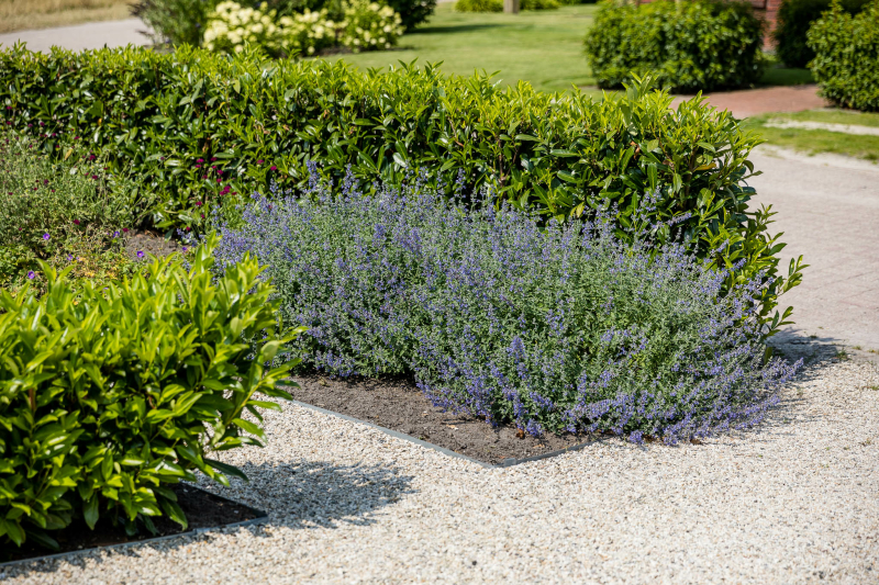 tuin met blauwe of paarse bloemen