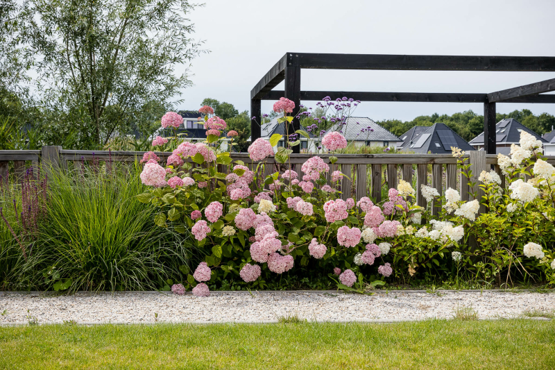 tuin beplanting met roze bloemen