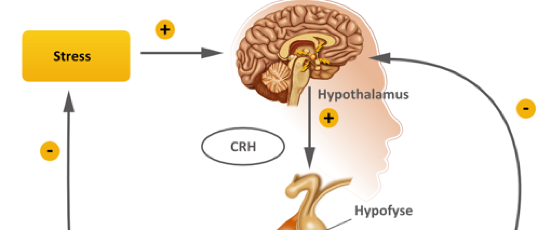 Het Stress-systeem, de HPA as en Serotonine
