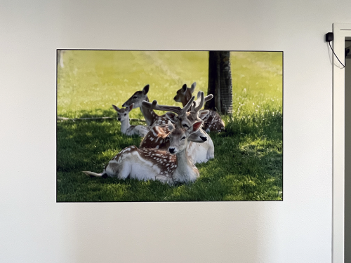 Fotowand als wanddecoratie in appartementencomplex Sint-Maartensdijk