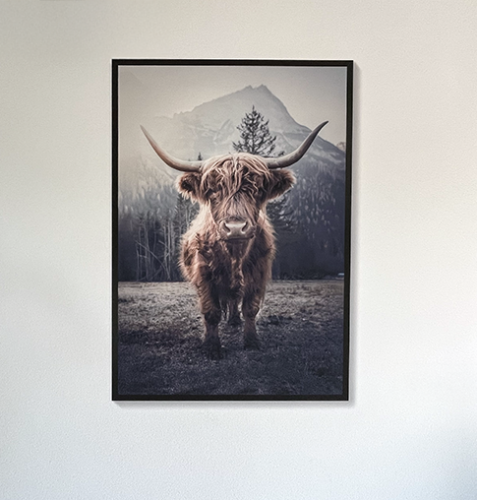 Wallprint Schotse hooglander als wanddecoratie woonkamer