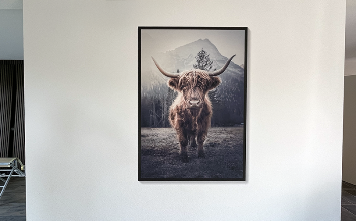 Wallprint Schotse hooglander als wanddecoratie woonkamer