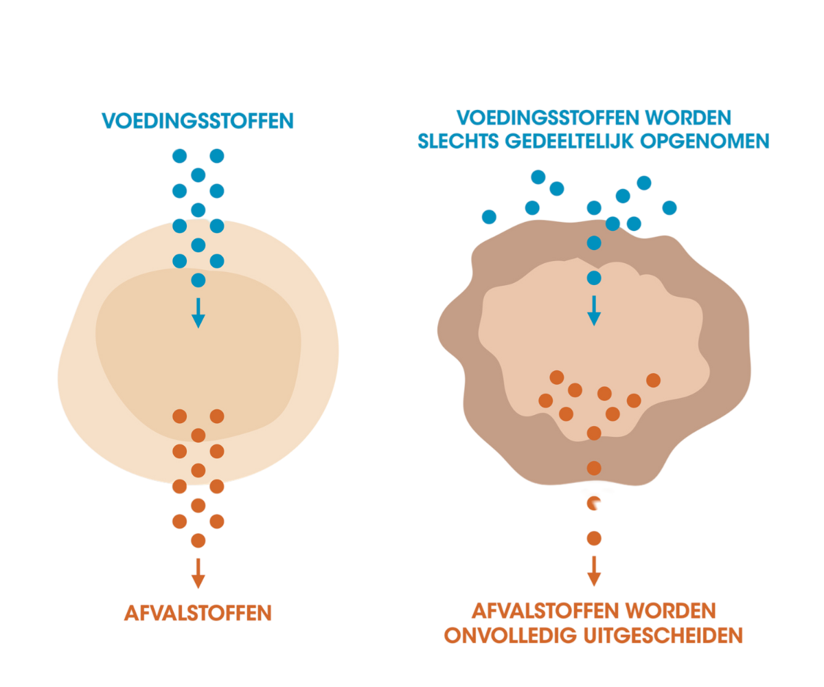 cellen-voorbeeld-transparant-wit-melaniekiers-nl