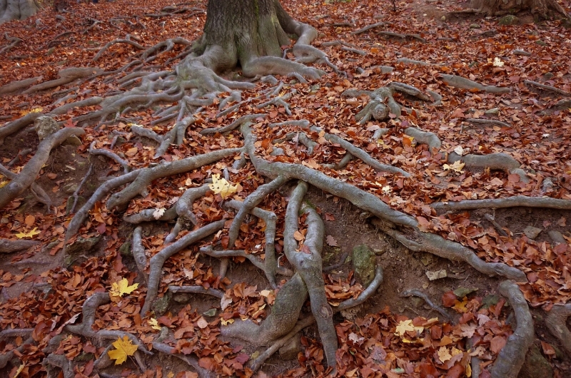 wortels november