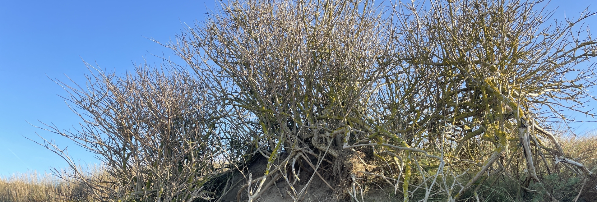 stoïcijnse mannencirkel max ohlenschlager stoïcijnse mannencirkel max ohlenschlager