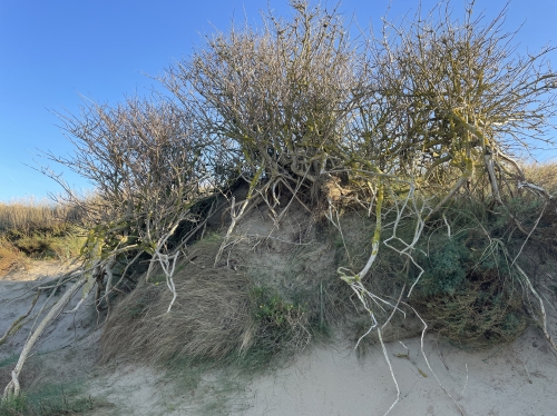 stoïcijnse mannencirkel max ohlenschlager