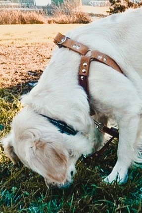 Kabelbaan Blootstellen Snazzy Een leren anti-trektuig voor sterke honden