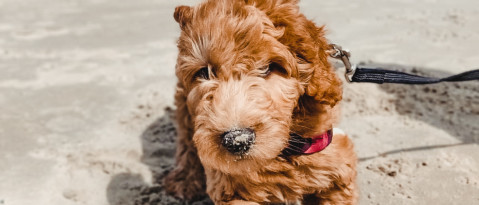 Hoe verzorg ik de vacht van mijn Australian Labradoodle?