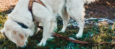 Een leren anti-trektuig voor sterke honden