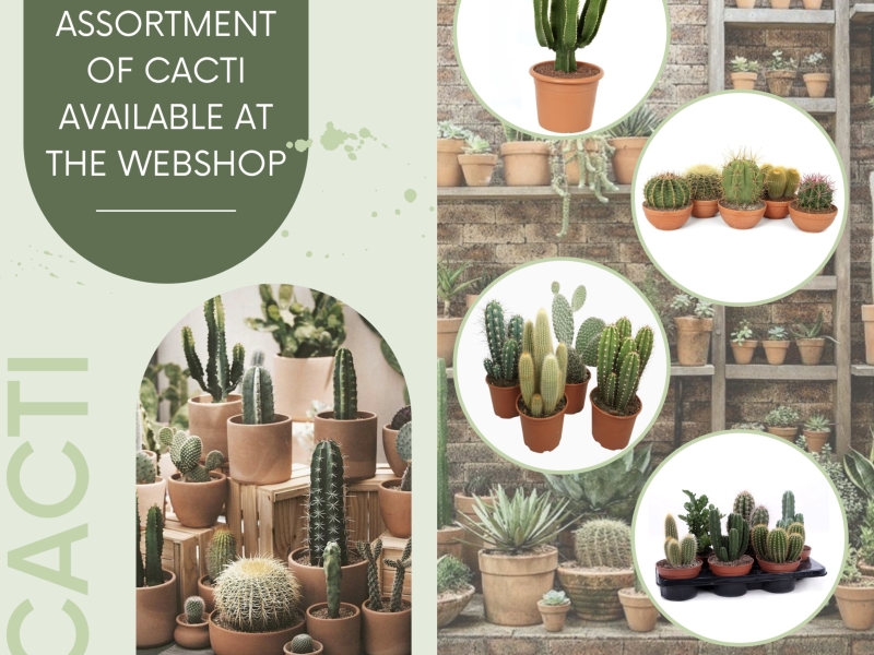 Plant wholesale Green inspiration Plants