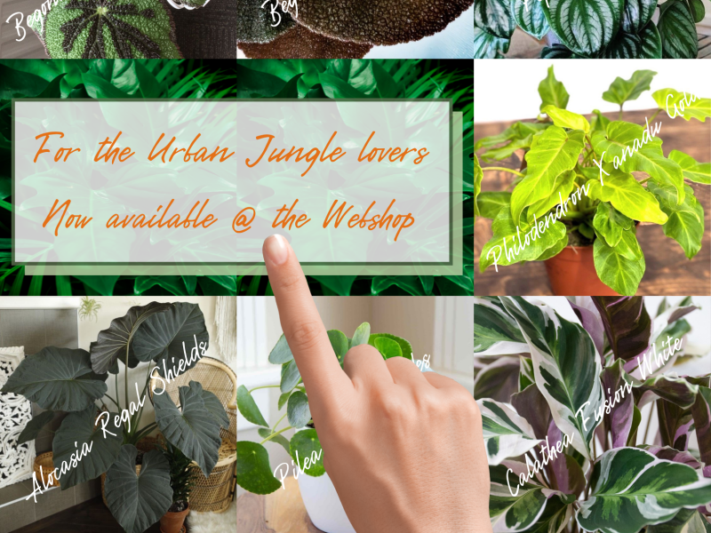 Urban Jungle at plant wholesale