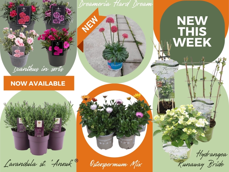 Plant wholesale Green inspiration Plants