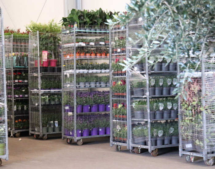 Plant wholesale Green inspiration Plants