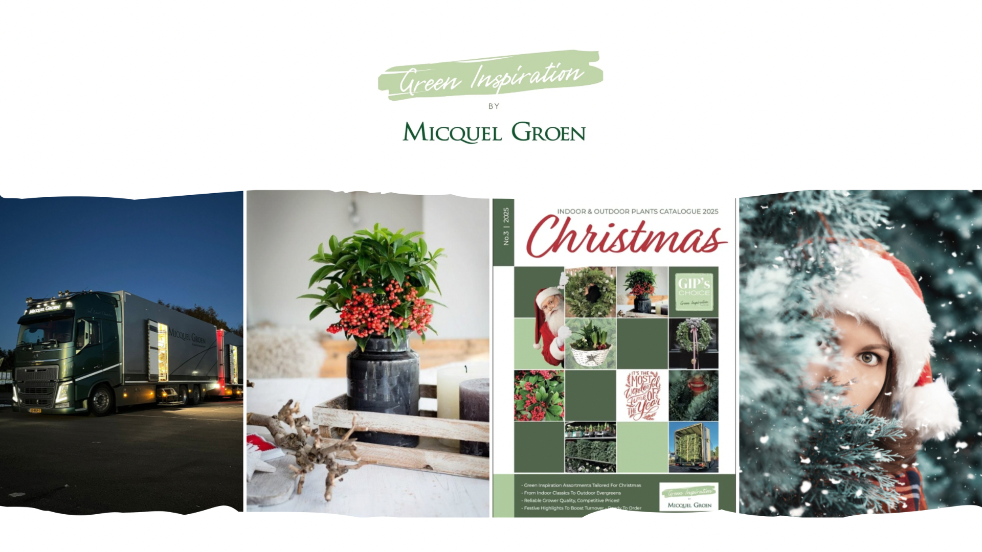 Green Inspiration Plants Green Inspiration Plant Wholesaler Plant Supplier