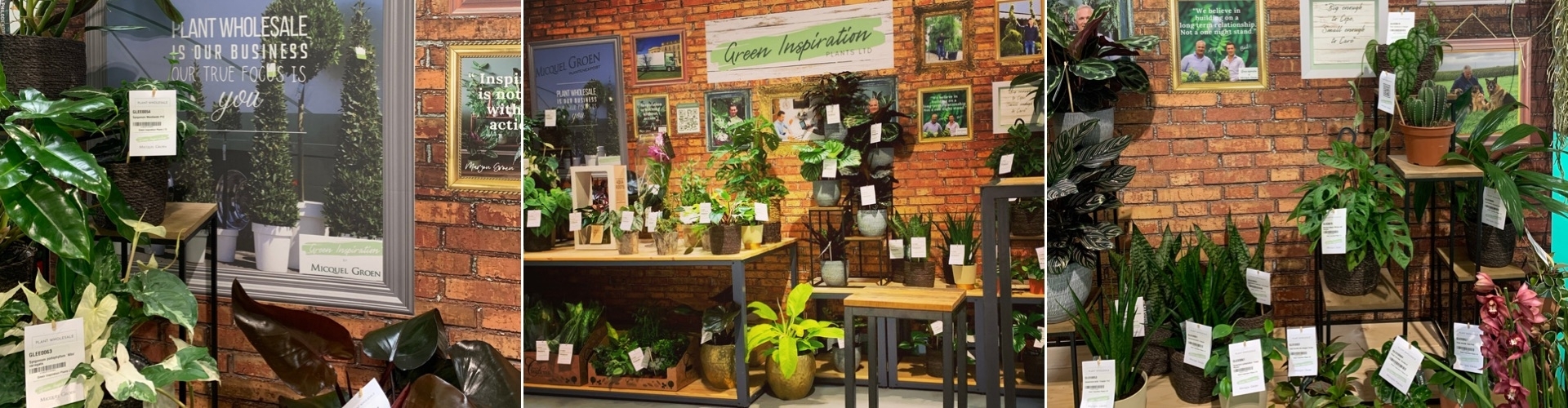 Green Inspiration Plants Ltd. Glee 2021