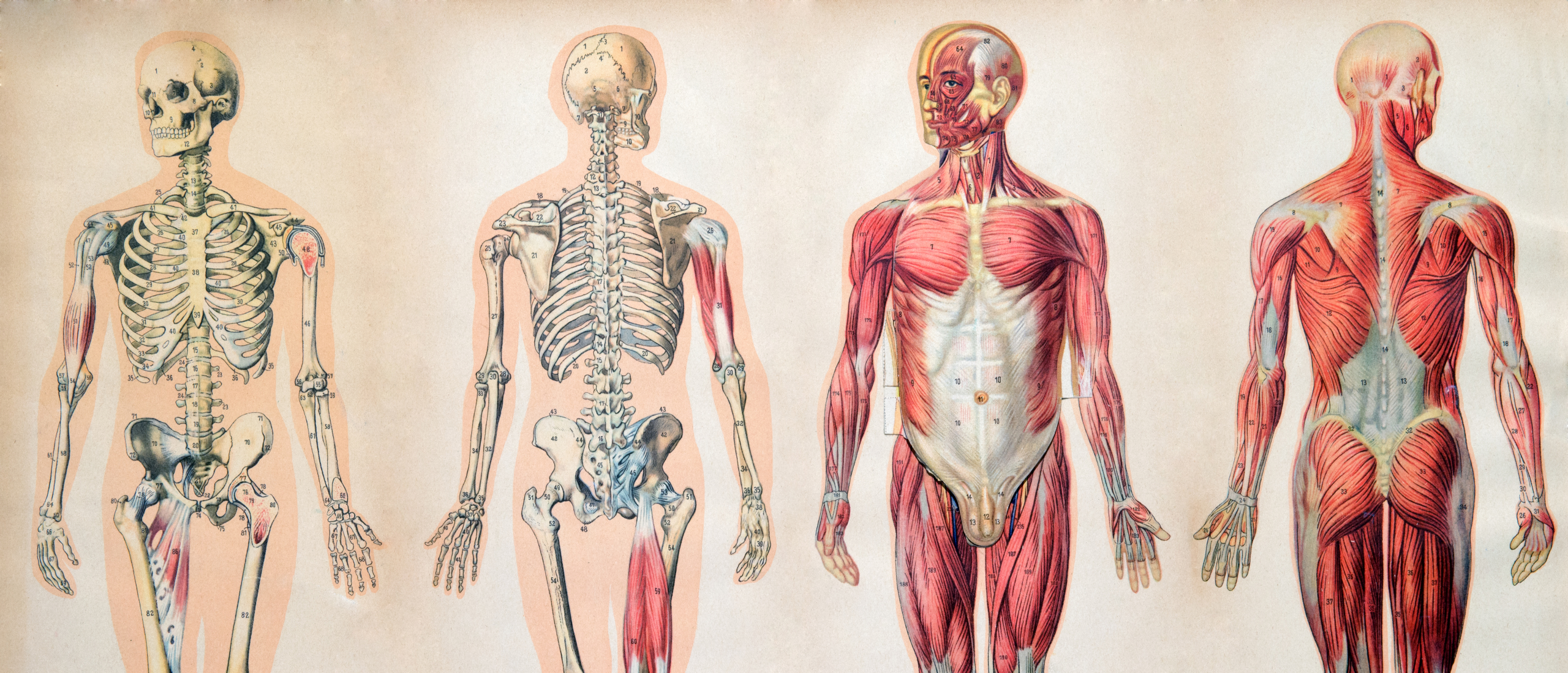 Menselijke anatomie voor startende fitness professionals