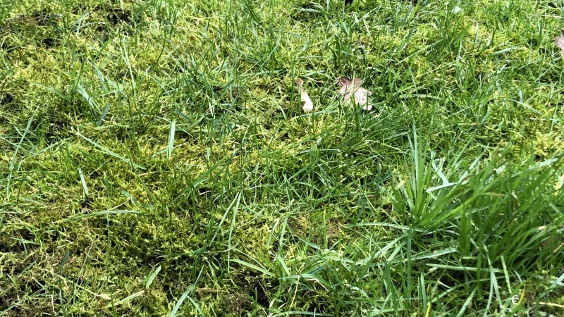 Mos in gazon door te zure bodem of onevenwichtige pH-waarde.