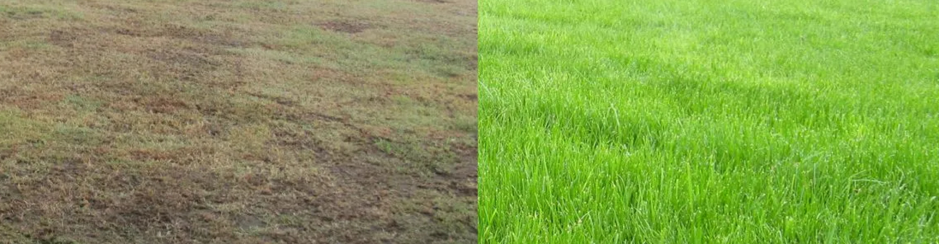 Herstel je gazon voor blijvend groen gras