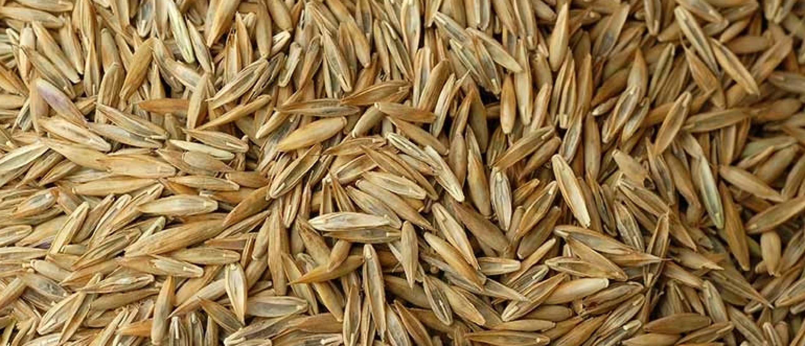 Grassoorten gazon