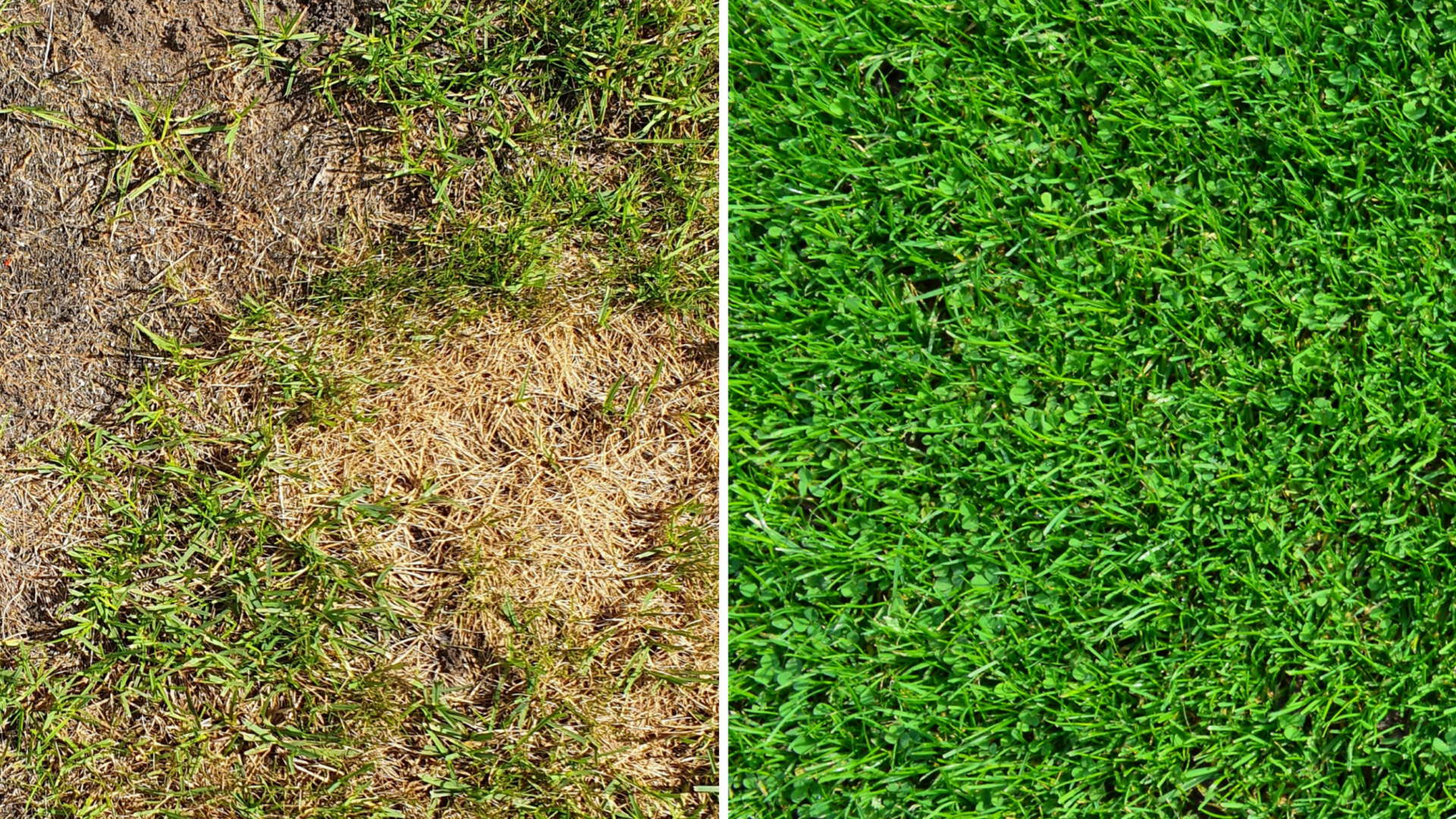 Resultaat gazoncursus HEt Resultaat met de gazon app en de gazoncurus