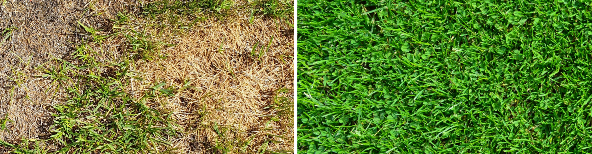 HEt Resultaat met de gazon app en de gazoncurus