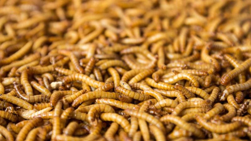 Meelwormen Tenebrio molitor als bron van frass meelwormenmest voor bodemverrijking, actieve micro-organismen en gezonde wortelontwikkeling van gras en planten